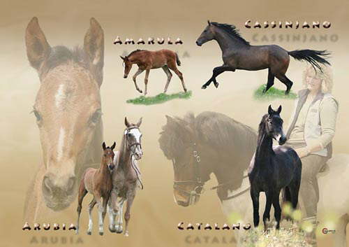 Pferde Collage